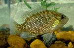 Bantam Sunfish