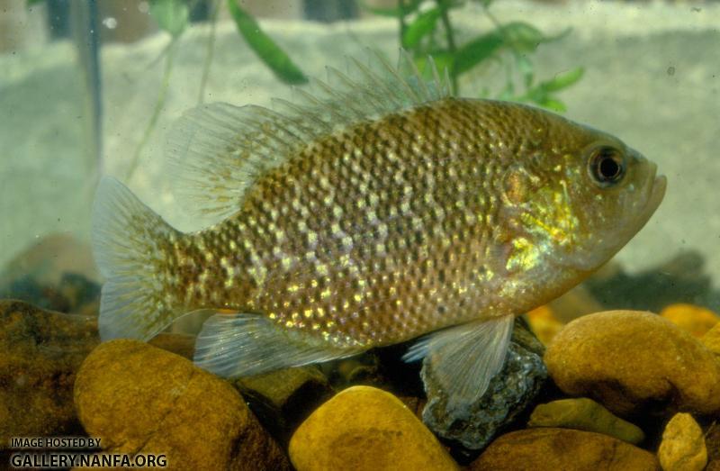 Bantam Sunfish