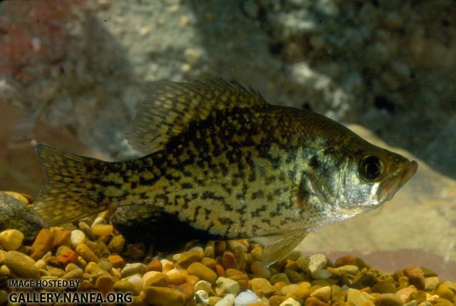 Black Crappie