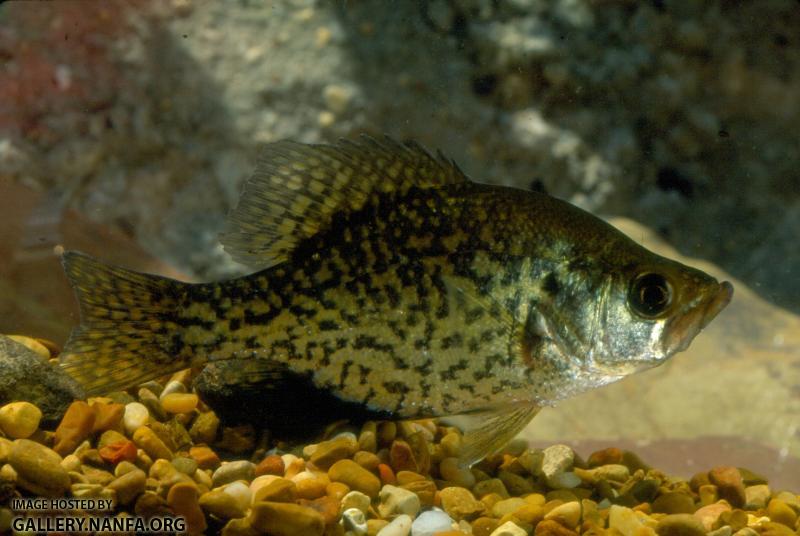 Black Crappie