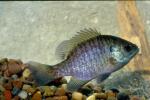 Bluegill (2)