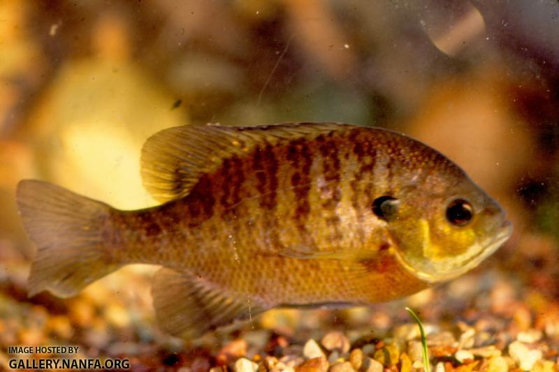 Bluegill Sunfish