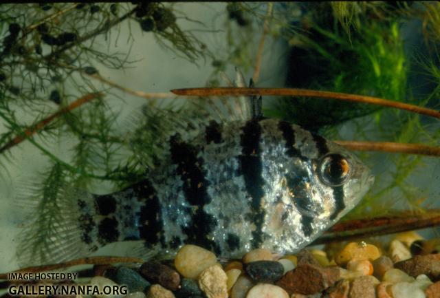 Blackbanded Sunfish