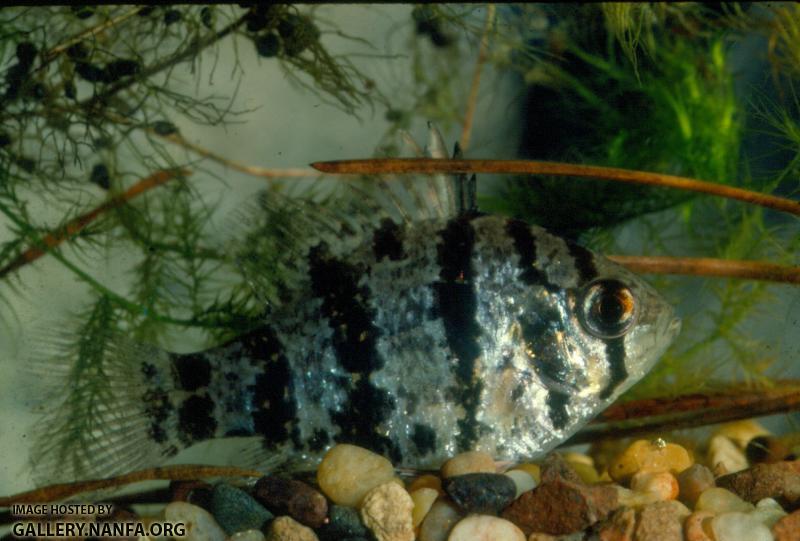 Blackbanded Sunfish