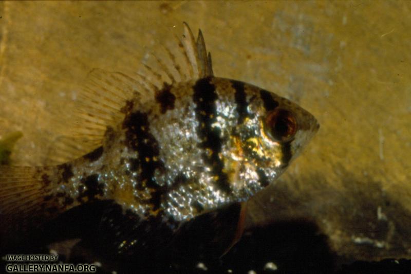 Blackbanded Sunfish (3)