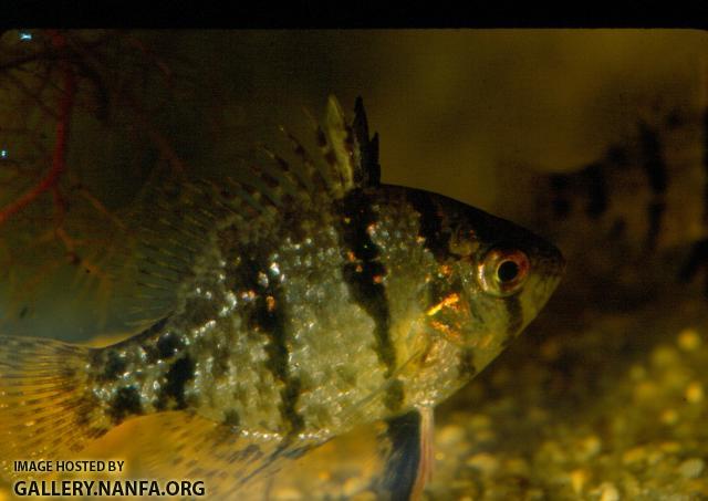 Blackbanded Sunfish (5)