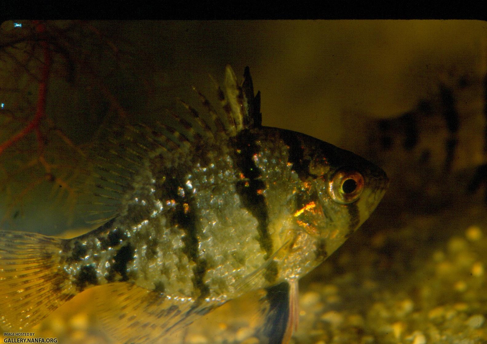 Blackbanded Sunfish (5)