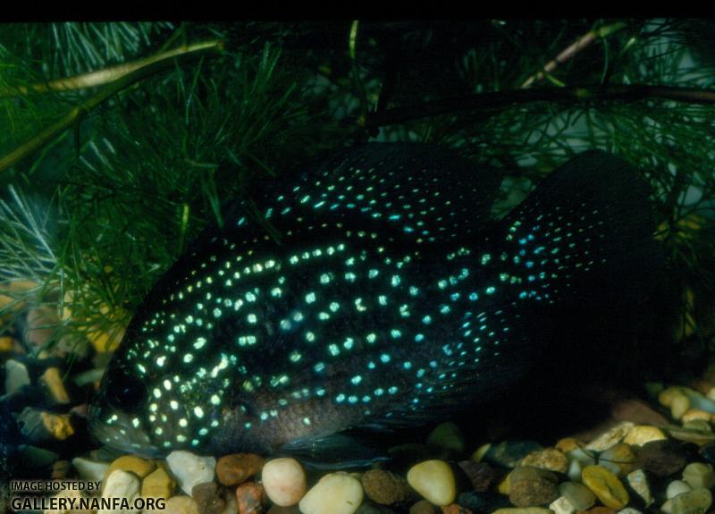 Bluespotted Sunfish (2)