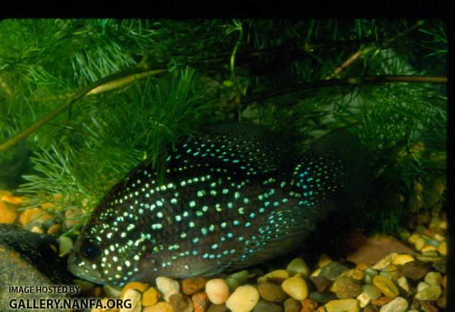 Bluespotted Sunfish (4)