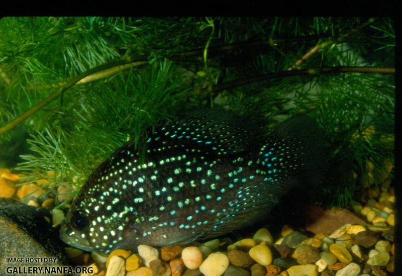 Bluespotted Sunfish (4)