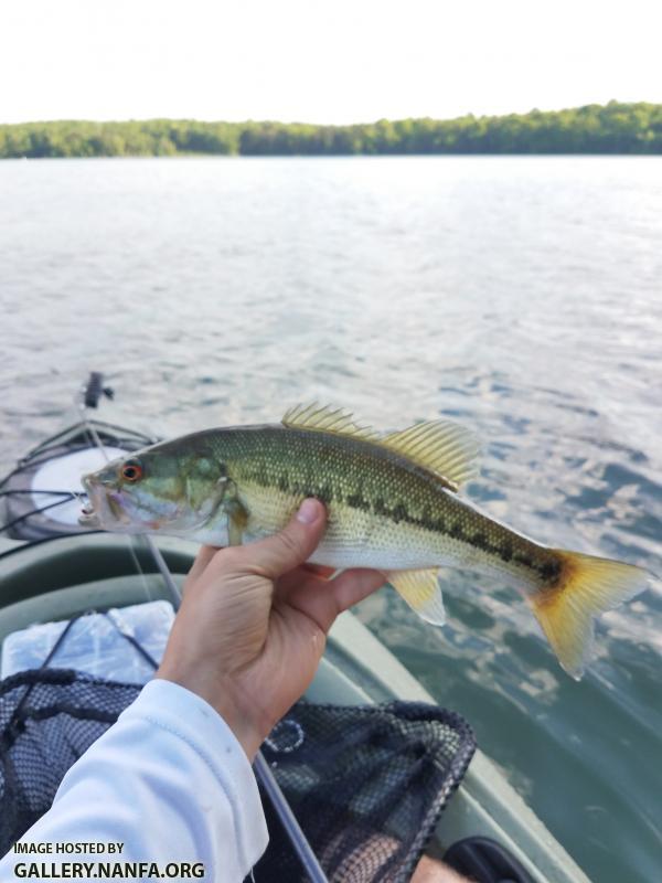 4/28/19 Mountain Isle Lake, NC