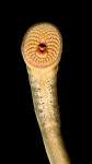 Ichthyomyzon-castaneus-Oral-Disc