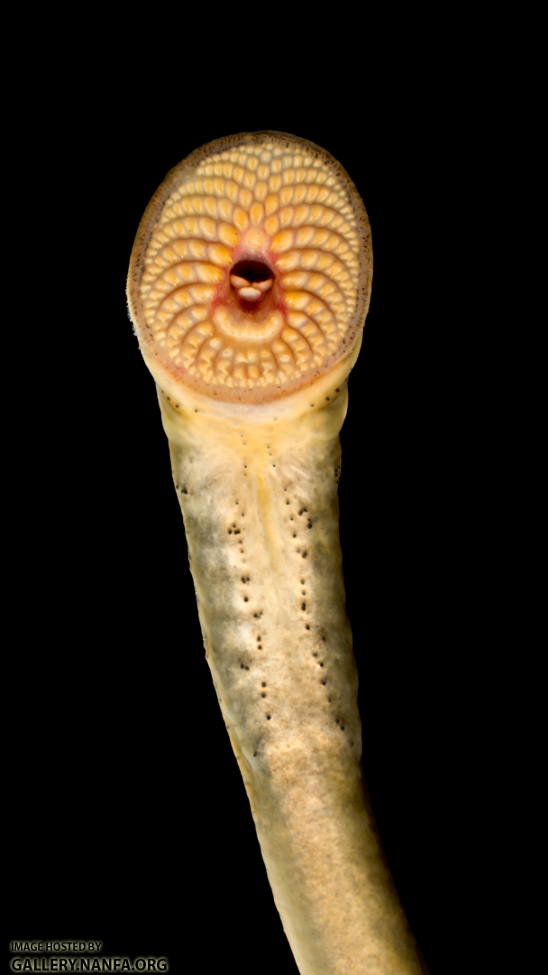 Ichthyomyzon-castaneus-Oral-Disc
