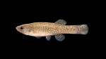 Fundulus-confluentus-Male-001