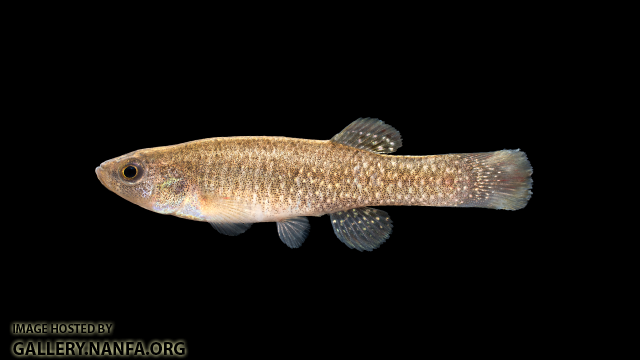 Fundulus-confluentus-Male-001