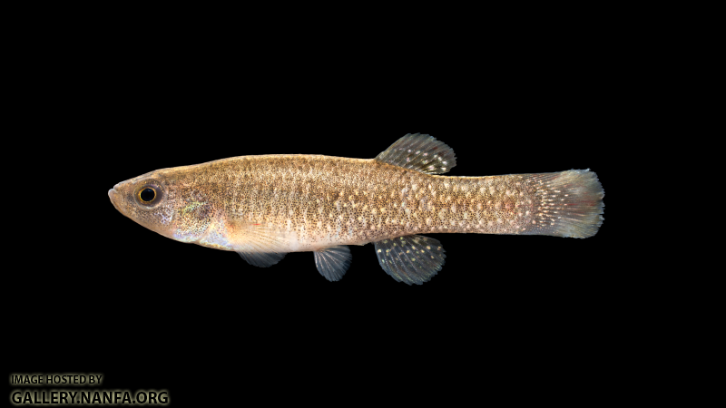 Fundulus-confluentus-Male-001