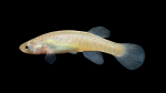 Fundulus-julisia