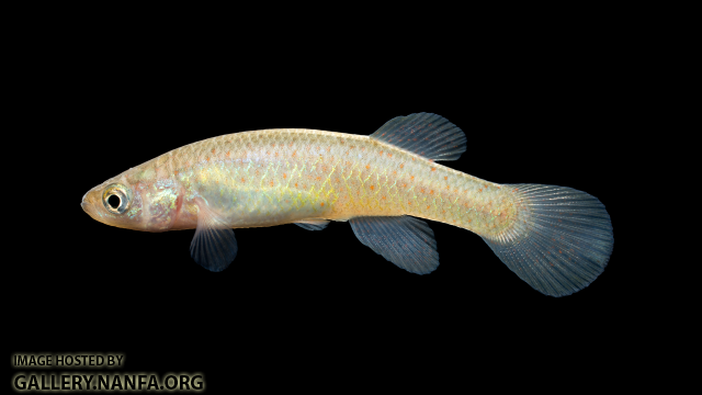 Fundulus-julisia