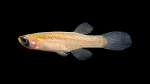 Fundulus-blairae