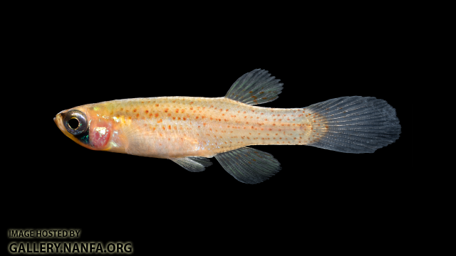 Fundulus-blairae