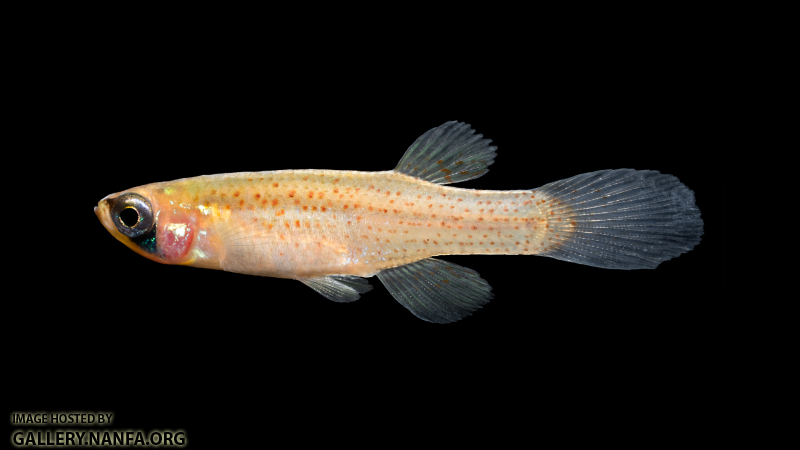 Fundulus-blairae