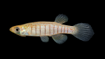 Fundulus-nottii-Male