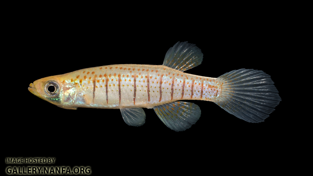 Fundulus-nottii-Male