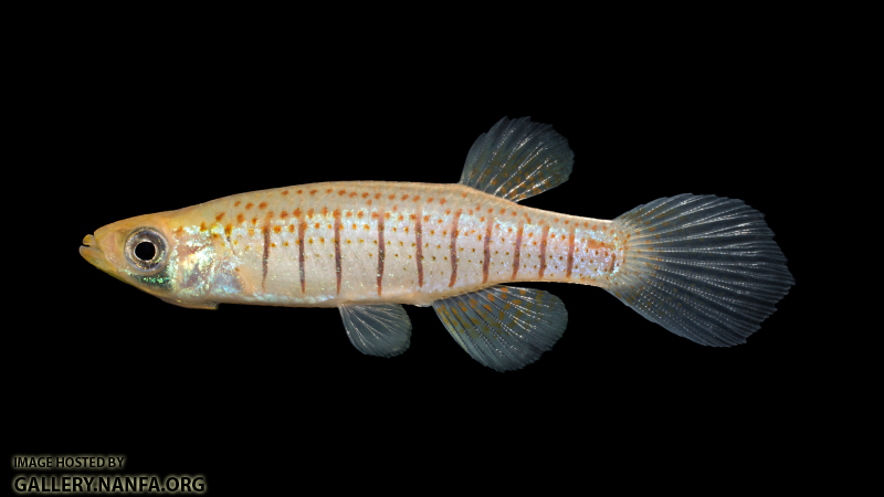 Fundulus-nottii-Male