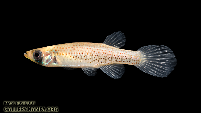 Fundulus-nottii-Female