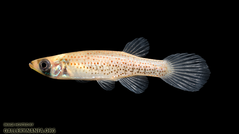 Fundulus-nottii-Female