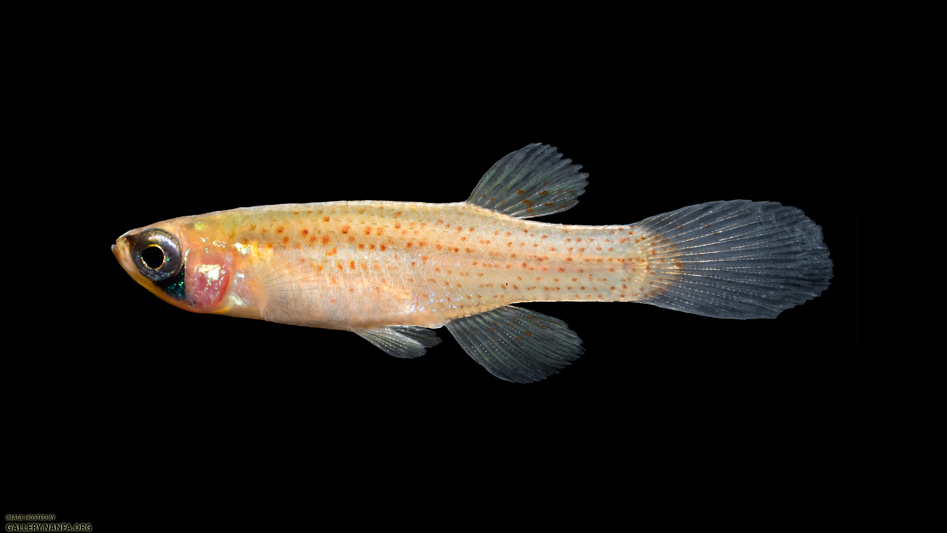 Fundulus-blairae