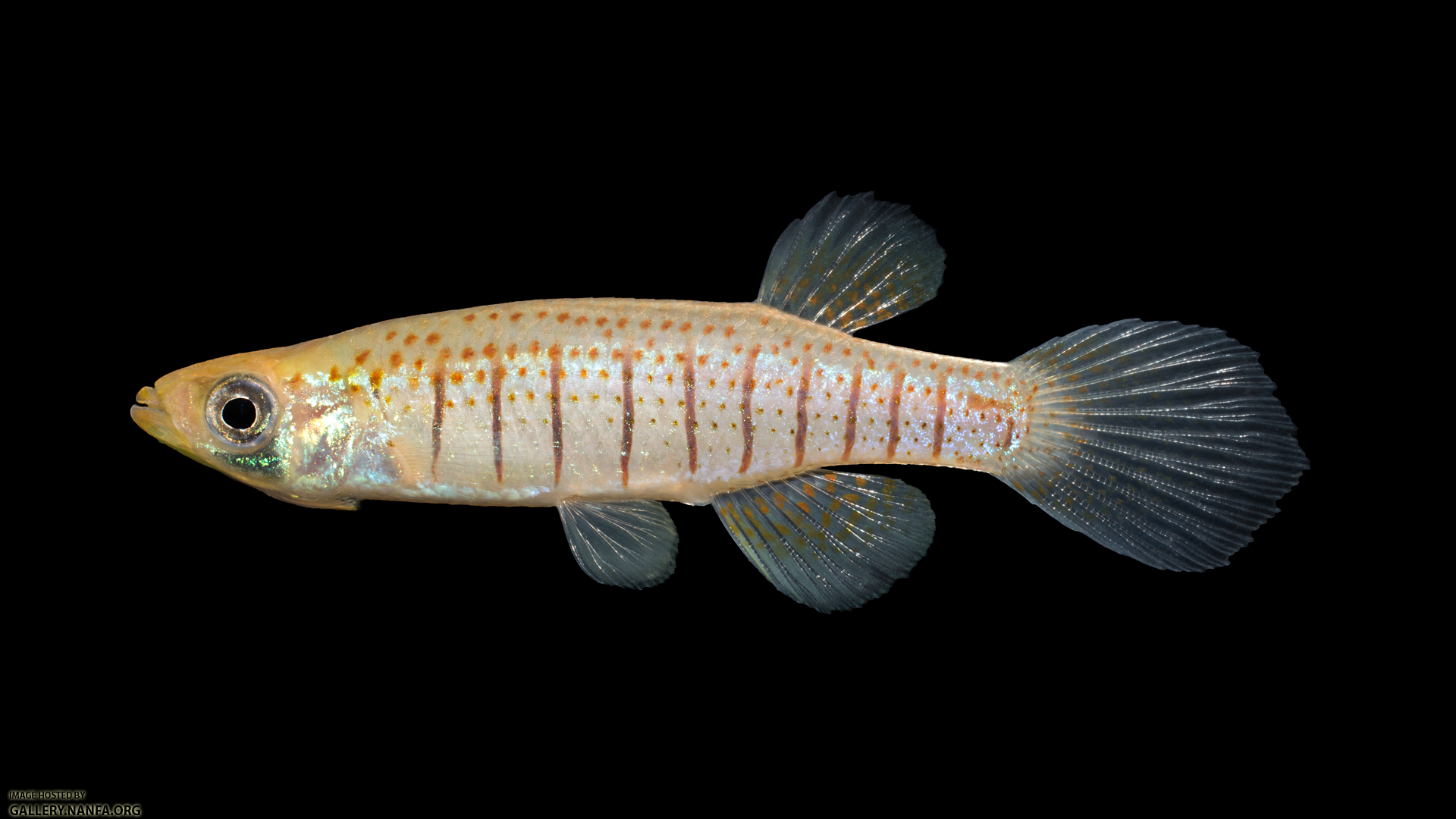 Fundulus-nottii-Male