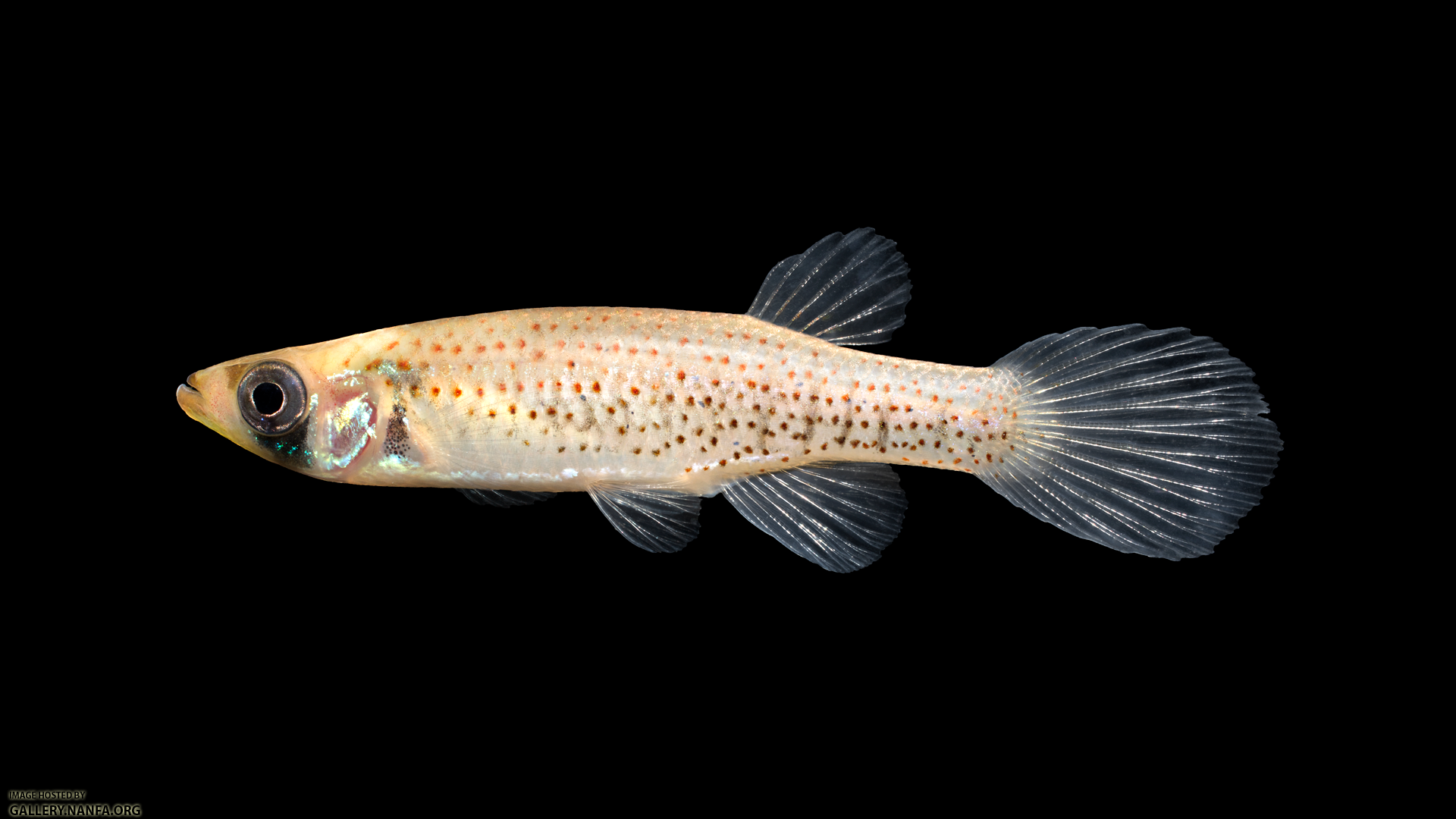 Fundulus-nottii-Female