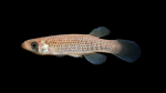 Fundulus-escambiae