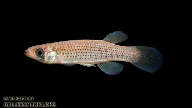 Fundulus-escambiae