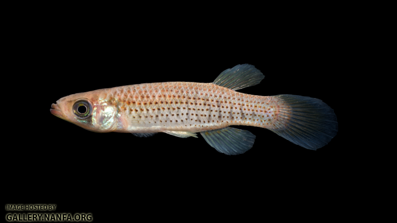 Fundulus-escambiae