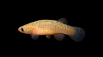 Fundulus-rubrifrons