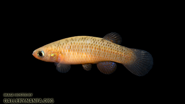 Fundulus-rubrifrons