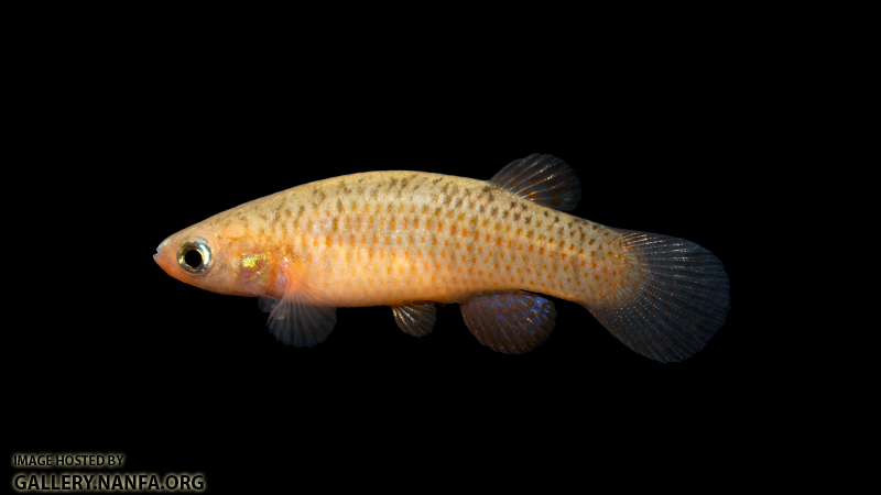 Fundulus-rubrifrons