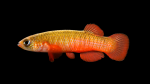 Fundulus-cingulatus