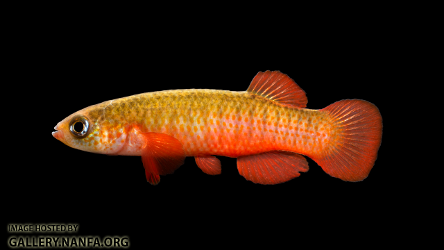 Fundulus-cingulatus