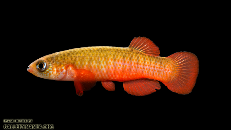 Fundulus-cingulatus