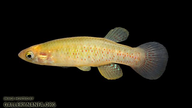 Fundulus-chrysotus-Male