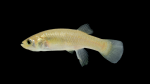 Fundulus-heteroclitus-female