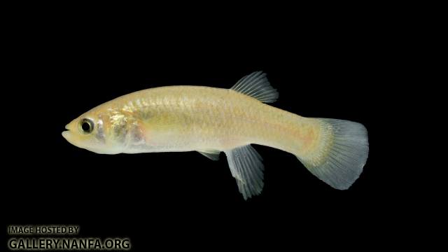 Fundulus-heteroclitus-female