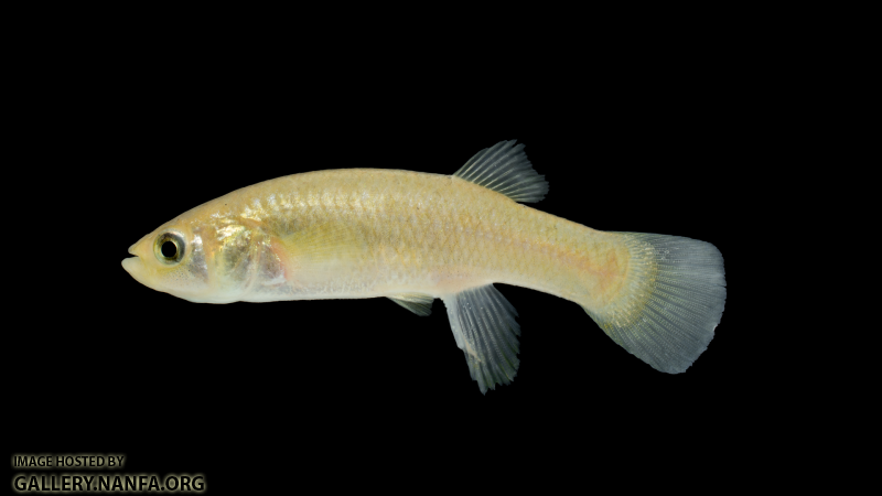 Fundulus-heteroclitus-female