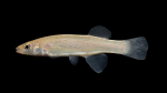 Fundulus-stellifer