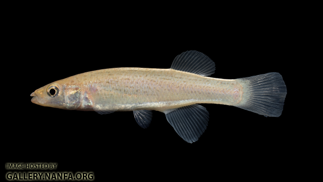 Fundulus-stellifer