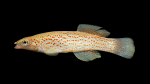 Fundulus-stellifer-Male