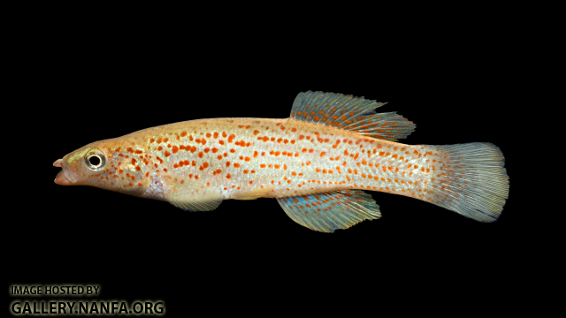 Fundulus-stellifer-Male